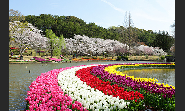 浜名湖花フェスタ2017