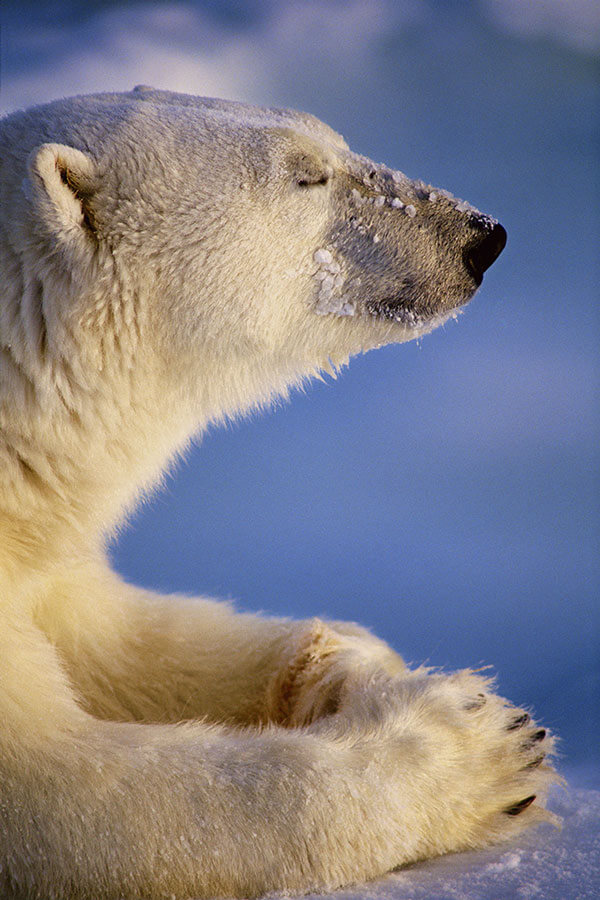 写真展　星野道夫「悠久の時を旅する」