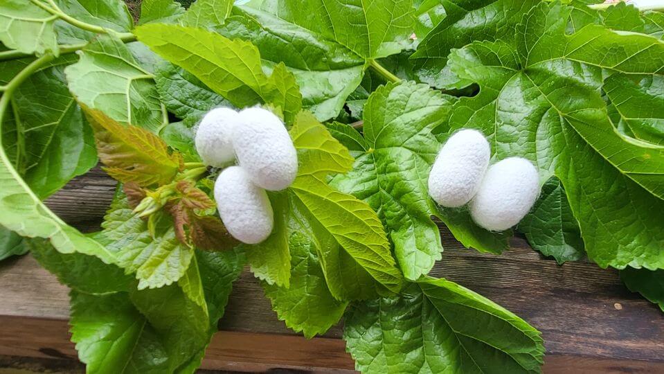 桑・蚕・繭から命を学び、自然と共に生きる力を育む