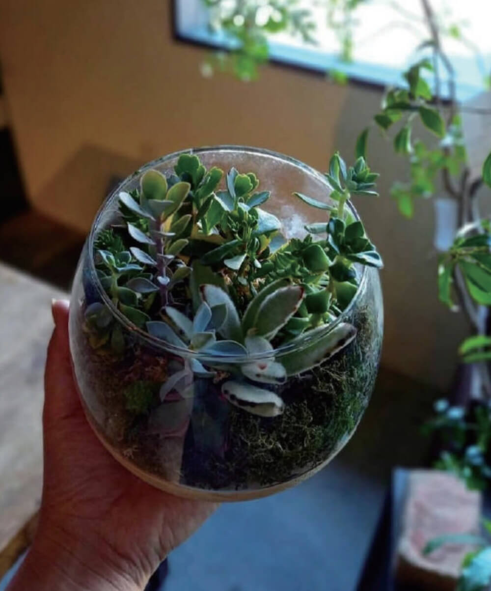 多肉植物の寄せ植えＬＥＳＳＯＮ