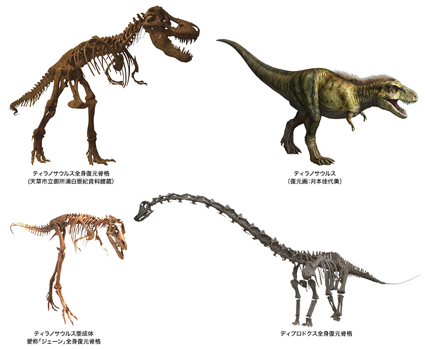 画像説明を記載