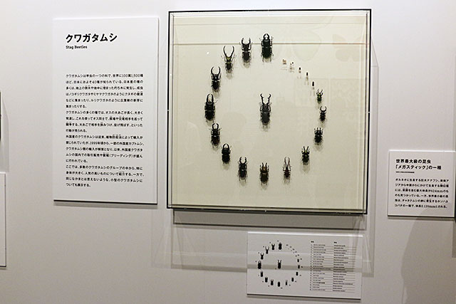 特別展「昆虫」