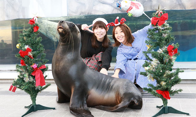 仙台うみの杜水族館クリスマスイベント