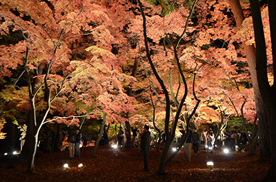 紅葉ライトアップイベント