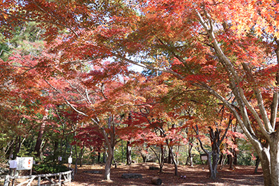 紅葉ライトアップイベント